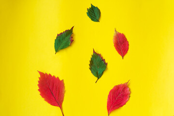 Autumn postcard with multy color leafs on a yellow background. Flat lay, layout