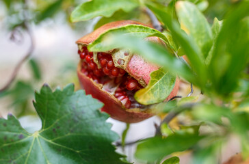 close up of pomegranate cracked open on a tree with the seeds showing