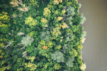 Forest top down from air