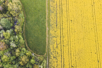 Rapeseed field with forest line