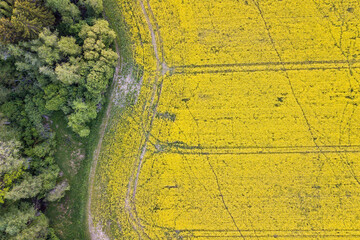 Forest line near to rapeseed field