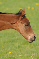 American Quarter Horse