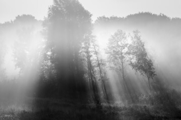 Sunlight hitting trees in a nature reserve on a misty morning