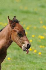 Fototapeta premium American Quarter Horse