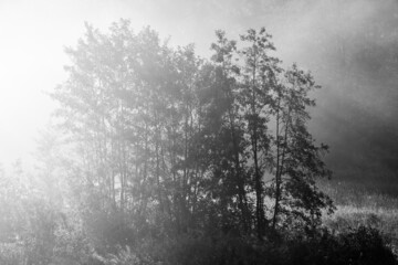 Fototapeta na wymiar Sunlight hitting trees in a nature reserve on a misty morning