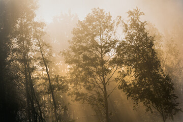 Obraz na płótnie Canvas Sunlight hitting trees in a nature reserve on a misty morning