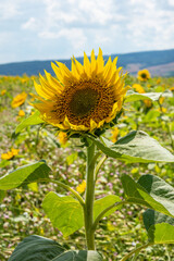 Fototapeta premium sunflowers on the field in sunshine