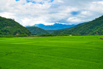 Green rice fields. Blue sky, white clouds, mountains are like idyllic paintings.