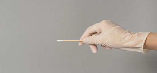 Cotton stick for swab test in hand with white medical gloves on grey background.