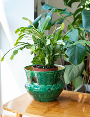 Mid-century modern pottery, pot with christmas cactus on a wooden table with philodondendron in the background