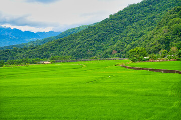 Fototapeta na wymiar Green rice fields. Blue sky, white clouds, mountains are like idyllic paintings.