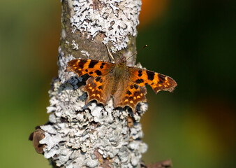 Comma butterfly (Latin Polygonia C-album)
 This is a day butterfly from the family of nymphalids. The rear edge of the front wing with a characteristic semicircular notch.