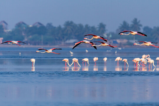 Beautiful pink Flamingos in flight