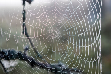 Large spider web close-up. Round spider web.