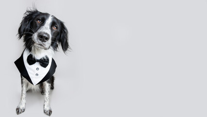 Portrait elegant dog wearing a tuxedo costume. Isolated on gray background