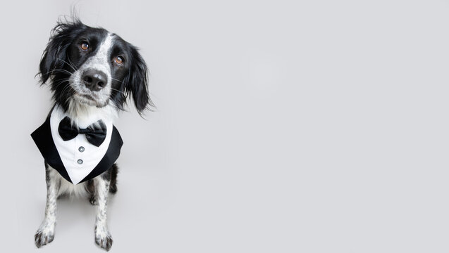 Dog Tuxedo Images – Browse 1,397 Stock Photos, Vectors, and Video | Adobe  Stock