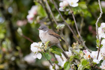 Whitethroat looking for food.