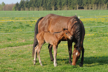Obraz premium American Quarter Horse