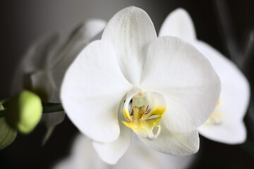 Naklejka na ściany i meble White orchid flower close-up, on a dark background.