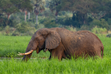 African Bush Elephant - Loxodonta africana, iconic member of African big five, Murchison falls, Uganda.