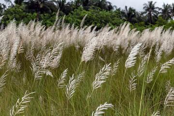 Beautiful white kash or kans grass flower with Cloudy Blue sky