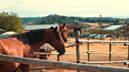 A pair of thoroughbred horses in the stable on a ranch in the Italian countryside (Umbria, Italy, Europe)