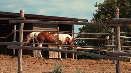 A white and brown thoroughbred horse in a farm ranch in the Italian countryside (Umbria, Italy, Europe)
