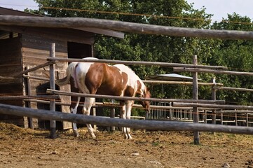 A white and brown thoroughbred horse in a farm ranch in the Italian countryside (Umbria, Italy, Europe)