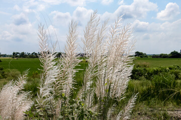 Beautiful white kash or kans grass flower with Cloudy Blue sky