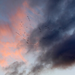 Autumn sunset with migratory birds. Scandinavia