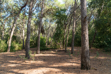 pine forest in Apulia, Italy