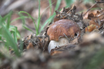 The porcini mushroom, in the woods, among the grass