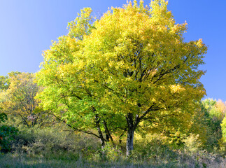 Obraz premium Autumn forest and field landscape in Hungary.