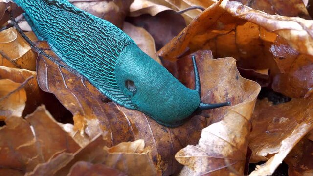 Rare blue slug with a breathing hole on the side. Bielzia coerulans or land slug - shell-less terrestrial gastropod mollusc, endemic to Carpathian Mountains in Western Ukraine