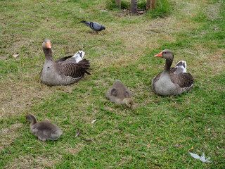 Two adult geese and two baby goslings resting on some grass