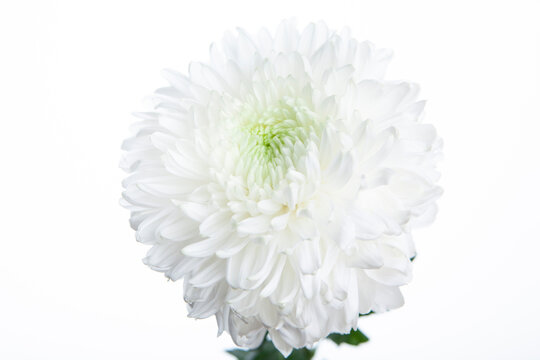image of flower white background