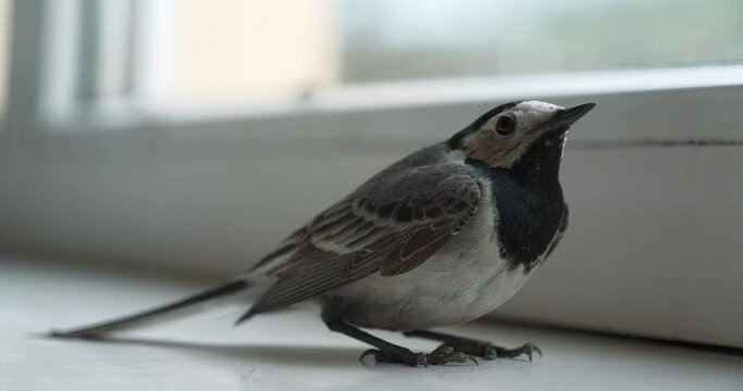 White wagtail sits on the windowsill near the window. Cinema 4K 60fps video