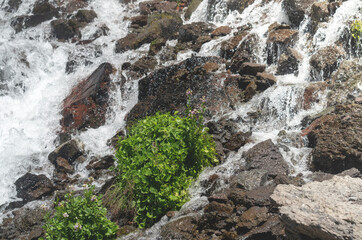 Bright green grass and wild flowers on the background of the waterfall. Spring nature in the mountains. A cool stream of clear water from the glacier.