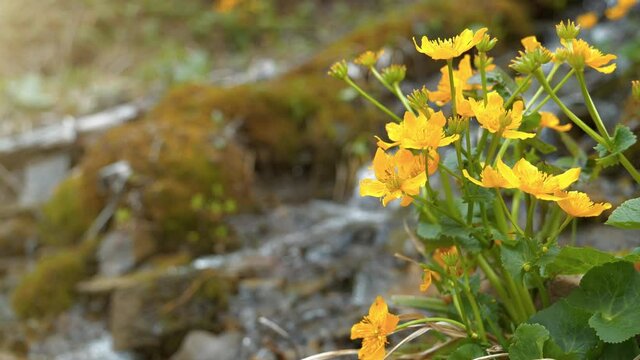 Beautiful brook and yellow flowers in mountains