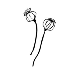 Papaver design. Poppy flower seed head line sketch. Hand drawn illustration. Line art. Tatoo art. Vector background on white.