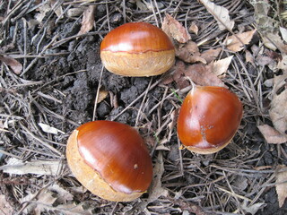 Close-up view of three chestnuts on the ground.