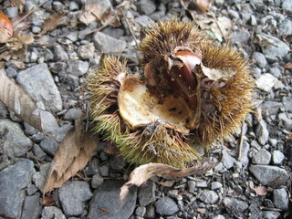 Photo of a chestnut tree with fruit.
