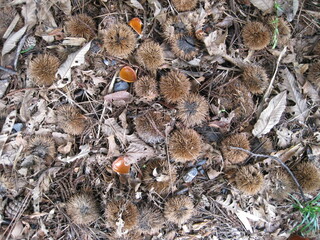 Pictures of Chestnuts ball on the Ground