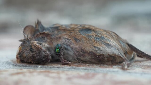 Dead mouse lies on the ground, flies and insects crawl on it