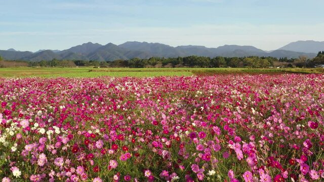 朝日に浮かぶ美しい花々に囲まれた古墳群