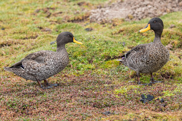 Yellow-billed Duck - Anas undulata, beautiful rare duck from southern and eastern Africa fresh waters, Bale Mountains, Ethiopia.