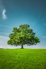 Fototapeta na wymiar Grüner Baum auf einem Hügel
