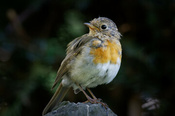 a small young robin perches on a stone and looks backwards