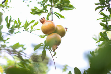 Pomegranates on a pomegranate tree in Adelaide, South Australia