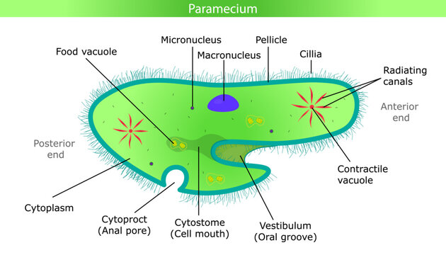 Paramecium cell diagram with labeled parts